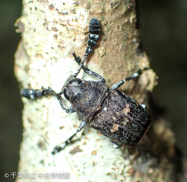 枝に止まるシリジロヒゲナガゾウムシ