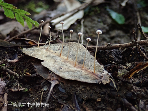 枯葉に生えたキノコ
