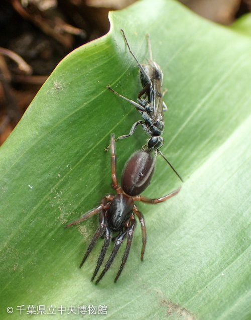 ミヤグモを引いて地面を歩くヒゲクモバチの一種