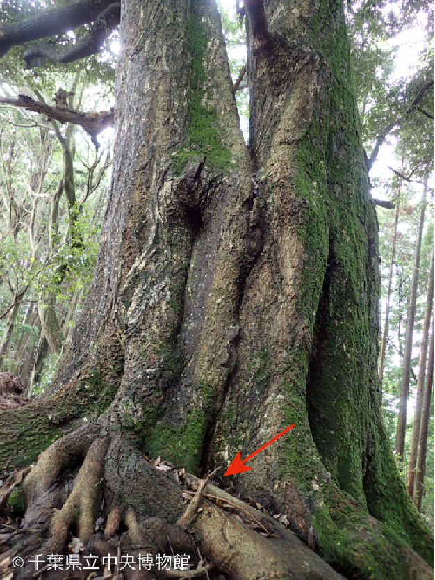 ニホンマムシの居たスダジイの大木
