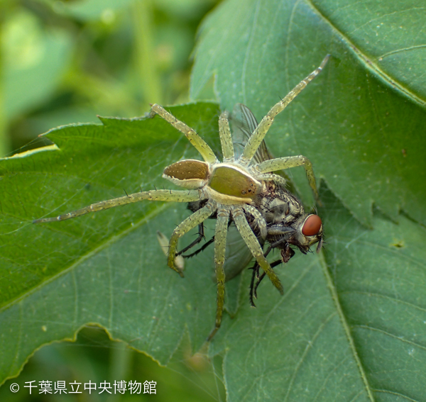 ハエを捕ったスジブトハシリグモ