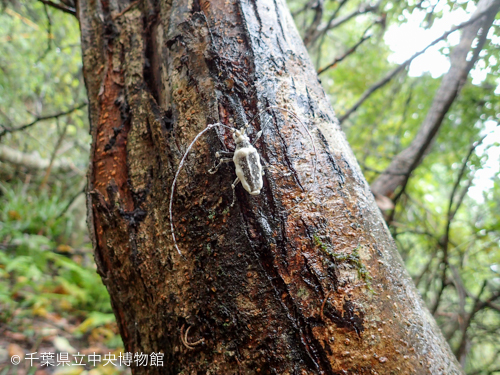 ボーベリア菌に取り付かれて死んだキボシカミキリ