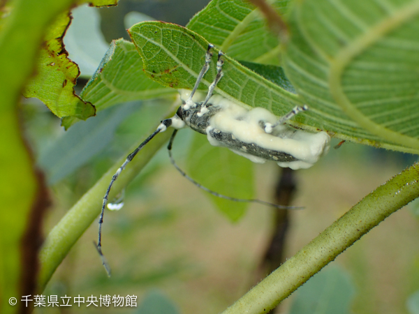 ボーベリア菌に取り付かれて死んだ別のキボシカミキリ