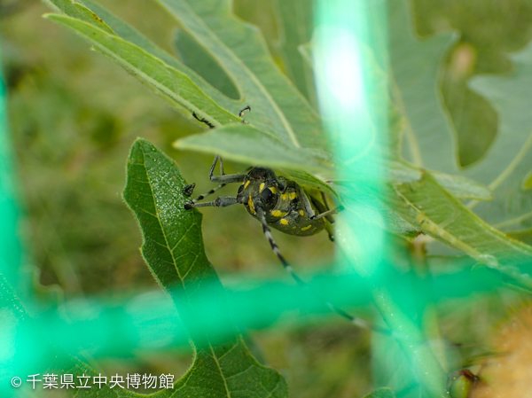 ボーベリア菌に取り付かれて死んだ別のキボシカミキリ