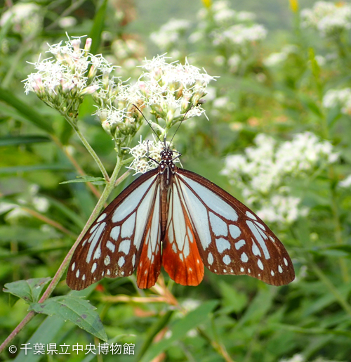 ヒヨドリバナで吸蜜中のアサギマダラ