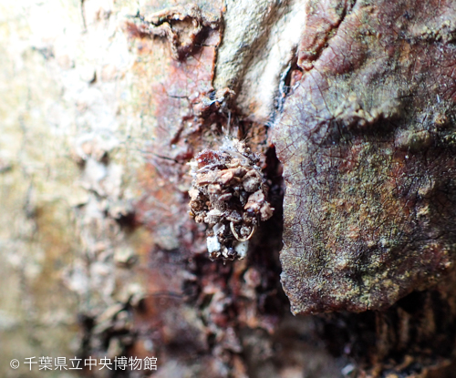 樹皮にとまるクサカゲロウの幼虫