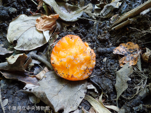 食べ残されたカキの実