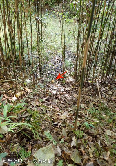 獣道に落ちていた食べ残しのカキの実