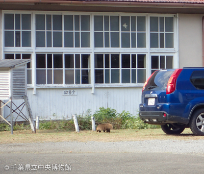 教室博物館の前を歩くアナグマ