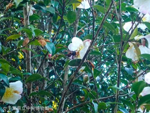 サザンカの花を訪れたオオスズメバチ