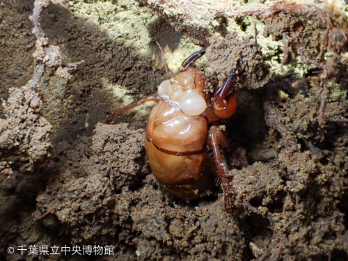 土の中のミンミンゼミ幼虫