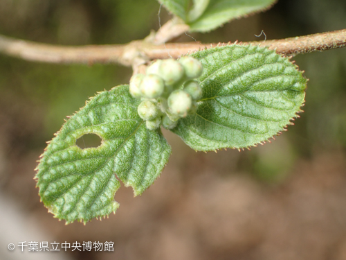 マルバウツギ新芽の食痕