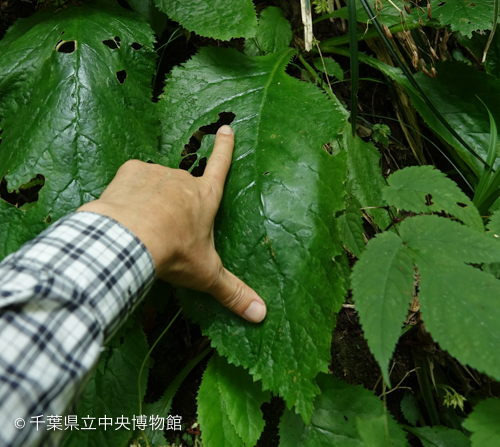 ケイワタバコの大きな葉