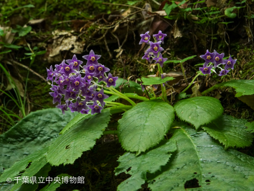 多数の花を咲かせたケイワタバコの大株