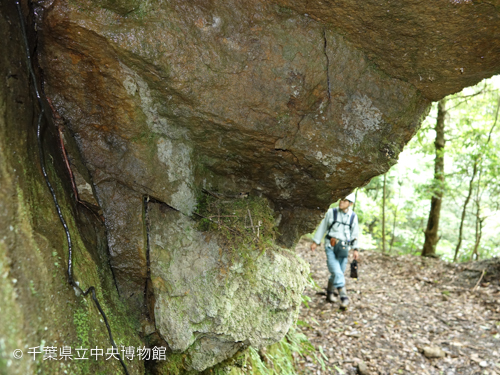 岩壁のくぼみにあった鳥の巣