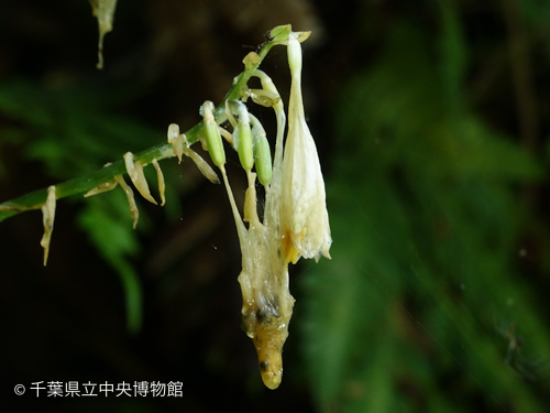 キヨスミギボウシのとろけた花