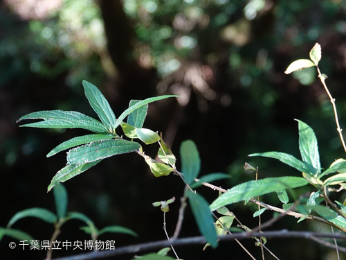 １月に葉をつけていたヤナギイチゴ