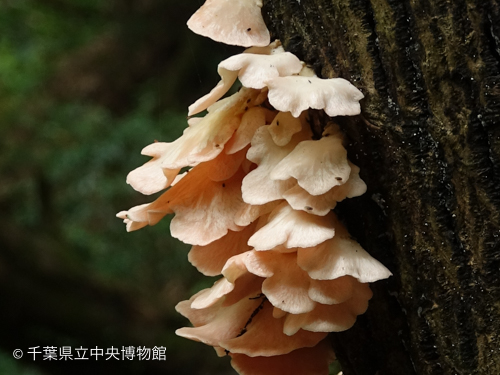 ７月１６日、林道脇に生えたキヨスミギボウシ