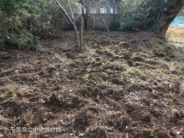 イノシシに掘り返された地面