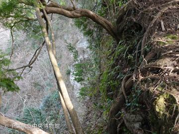 崖に生えるヒメコマツの稚樹