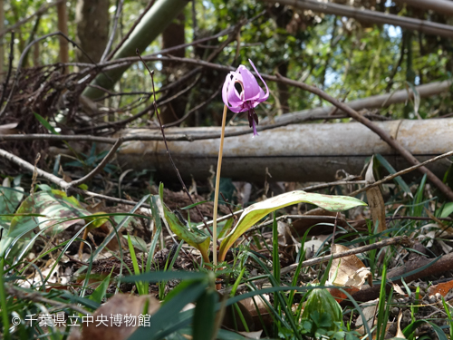 カタクリの花が咲き始めた