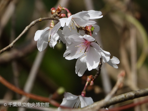 花びらに深い切れ込みがあることも