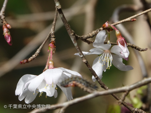 がくの形や花の柄に生えた毛が特徴