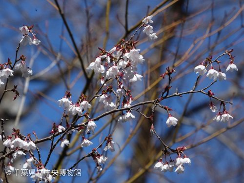 3月15日にはほぼ満開に