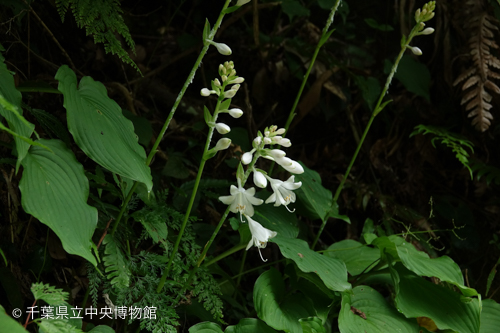 キヨスミギボウシの花