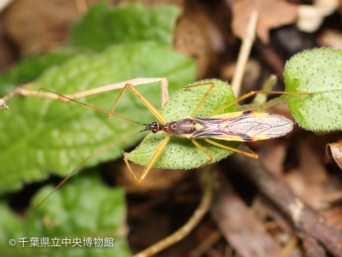 ヒゲナガサシガメの成虫