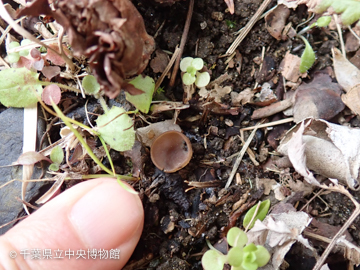 ツバキの根元に生えたキノコ