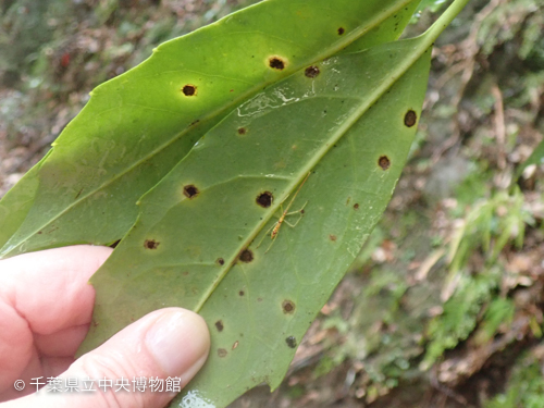 アオキの葉裏にいた昆虫