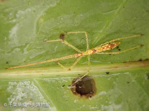 ヒゲナガサシガメの幼虫