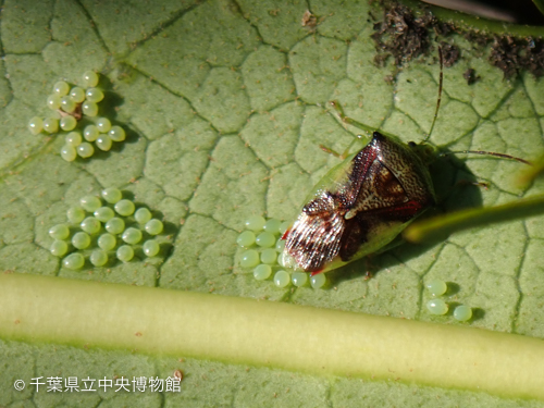 3月6日の三島小ではまだ孵化せず