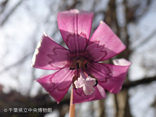 下から見上げると花びらに模様があるのがわかる