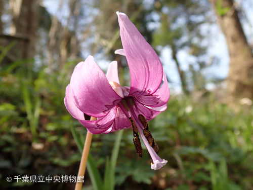 うつむいて咲くカタクリの花