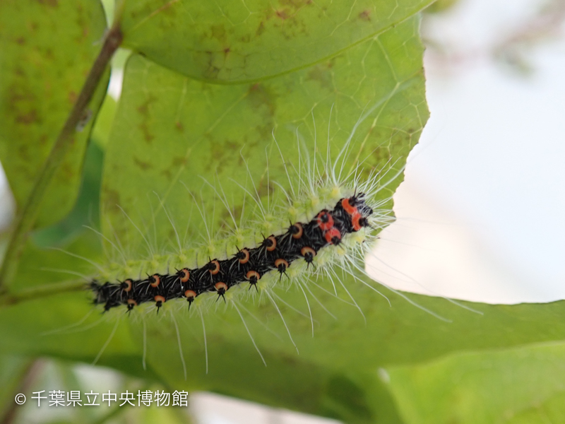 別の葉にいた別種の毛虫