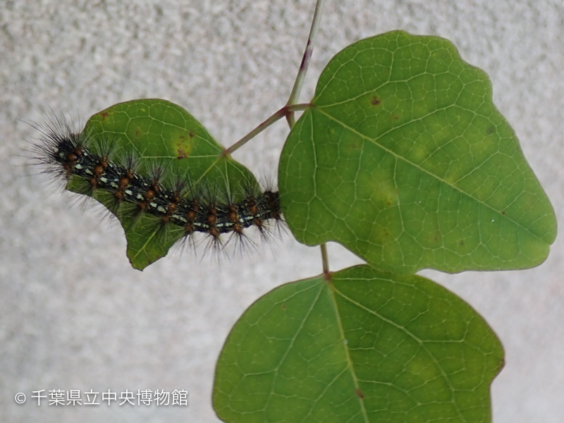 ミツバアケビの葉にいたクワゴマダラヒトリの幼虫