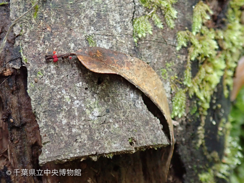 落ち葉の柄に見える小さな赤い点