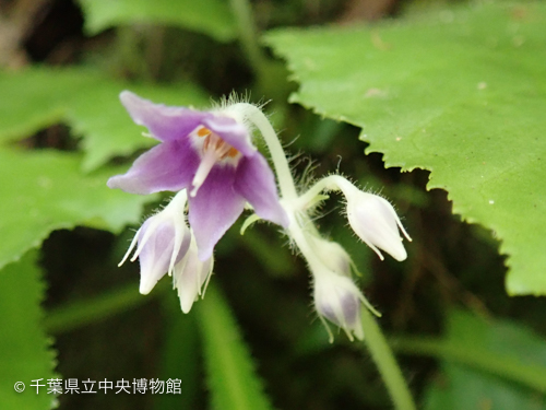 林道脇に咲いたケイワタバコ