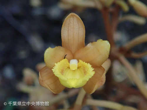 正面から見たツチアケビの花