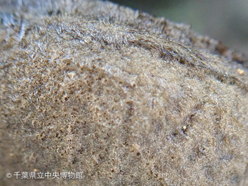オオゴムタケの側面に密生する褐色の毛