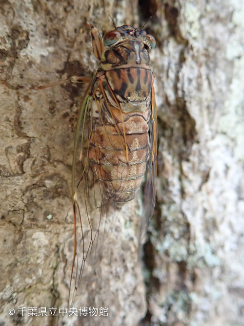 ヒメハルゼミのオス成虫