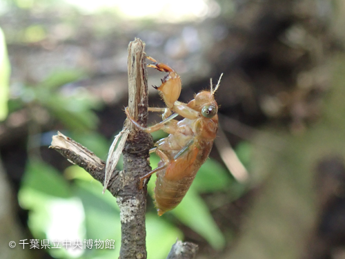 枯れ枝に止まったヒメハルゼミ幼虫