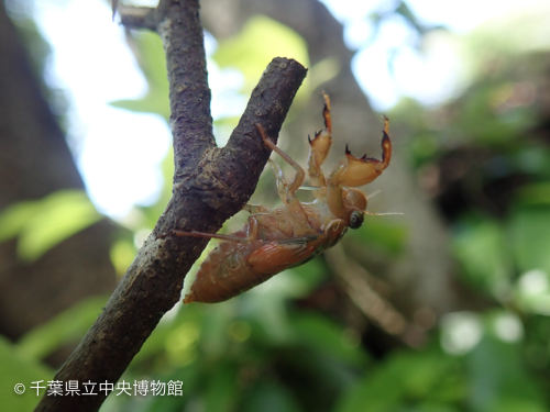 枯れ枝の先でじたばたする幼虫