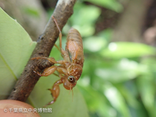 枯れ枝を降り始めた幼虫