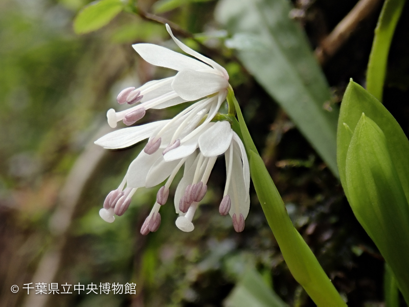 ツクシショウジョウバカマの花のアップ