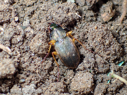 落ちてきたニセコガシラアオゴミムシ