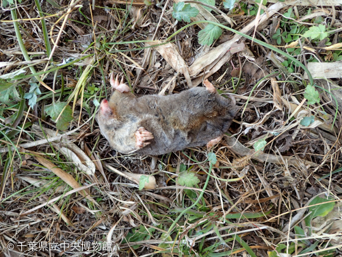 アズマモグラの死体