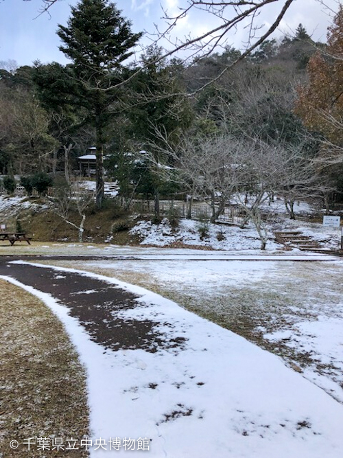森林館前の雪景色